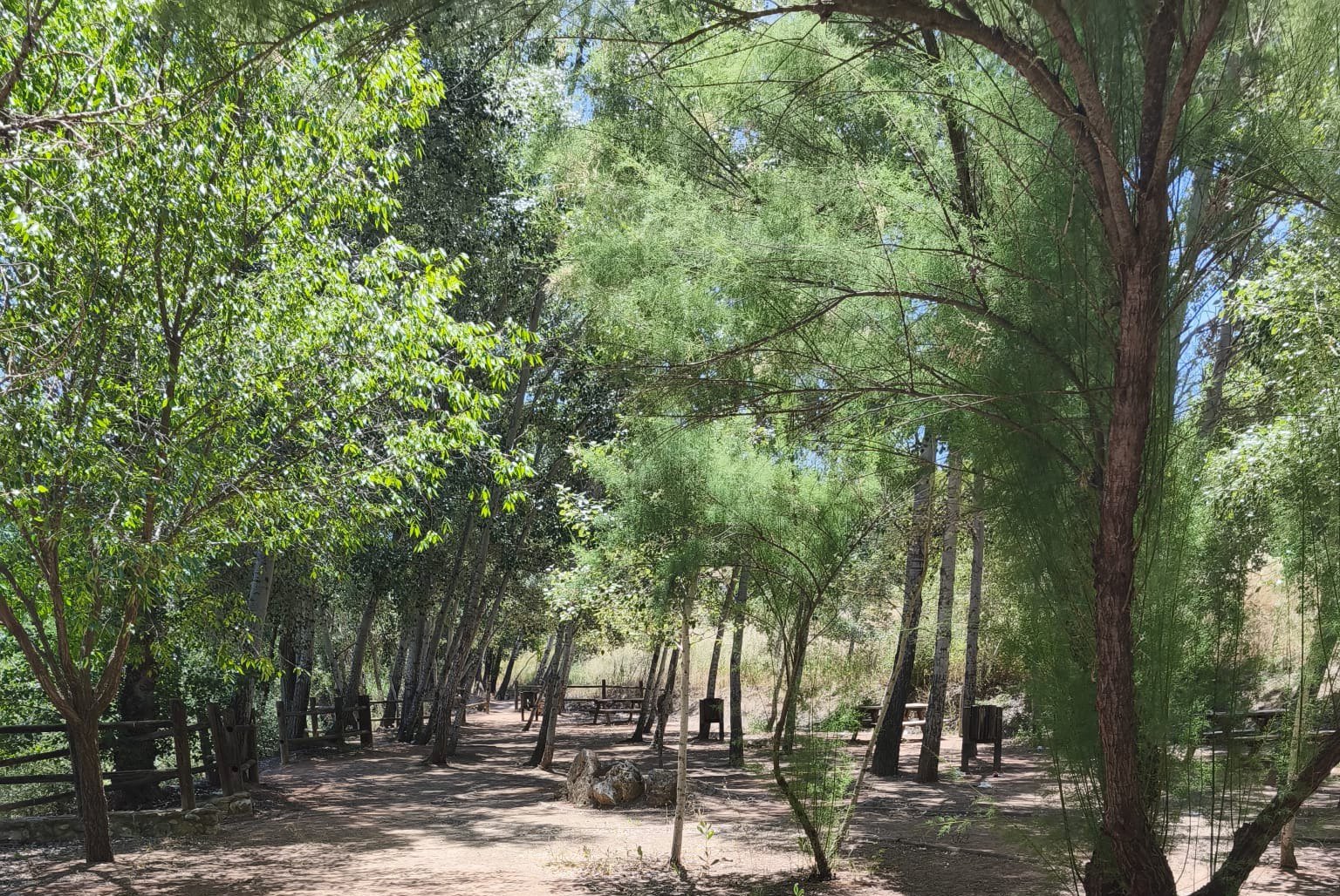 Bosque en los alrededores de Alborea