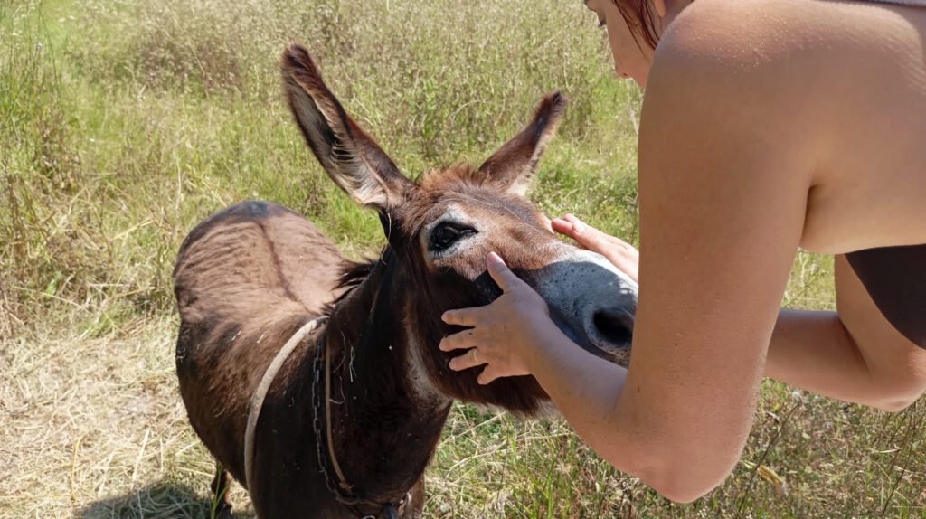 Encuentro con un burro que se deja acariciar en los alrededores de Alborea