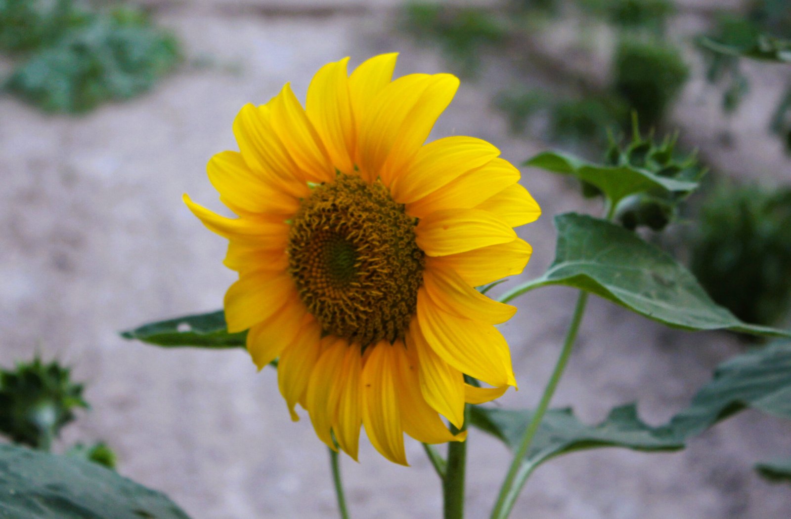 Girasol junto al río Júcar en Alcalá del Júcar